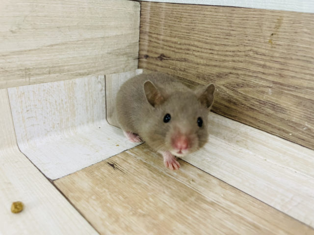 ゴールデンハムスター