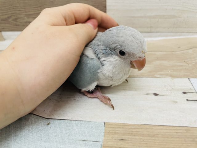 オキナインコ