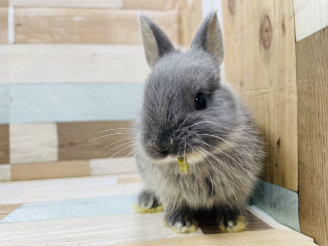 ネザーランドドワーフ