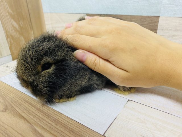 ロップイヤーラビット