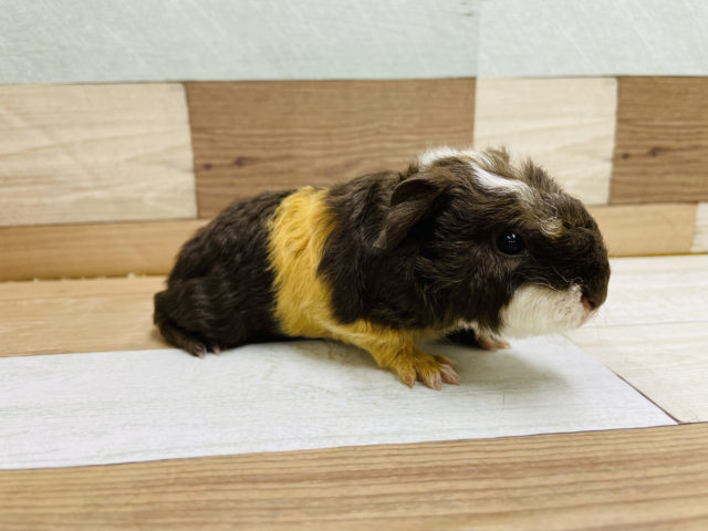 テッセルモルモット