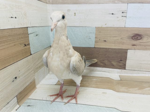 ジュズカケバト