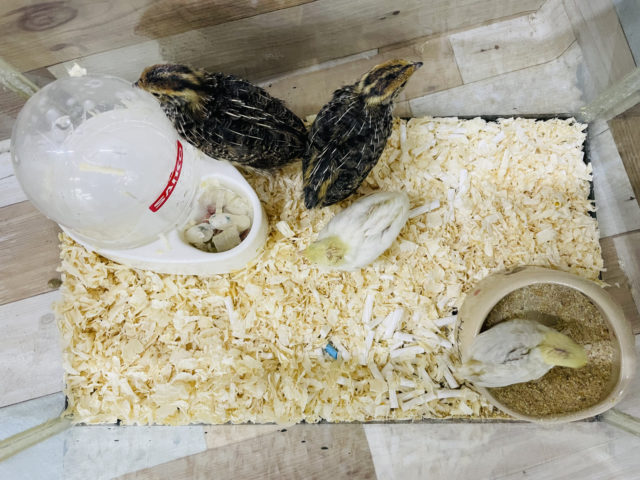 ヒメウズラ・並ウズラ