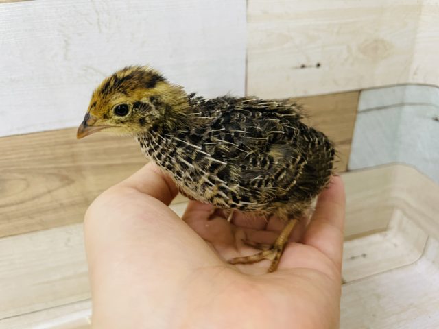 ヒメウズラ・並ウズラ