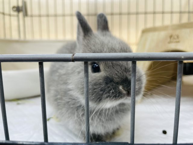 ネザーランドドワーフ