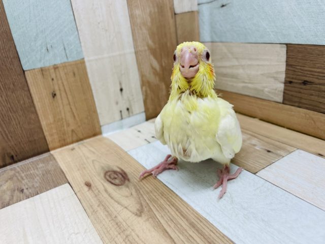 オカメインコ