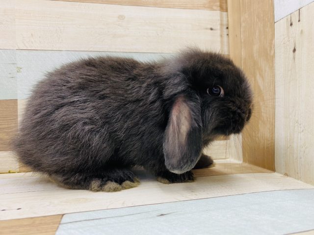 ロップイヤーラビット