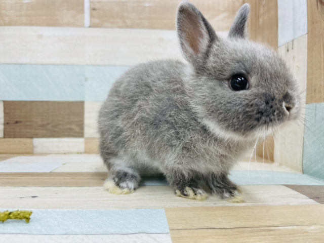 ネザーランドドワーフ