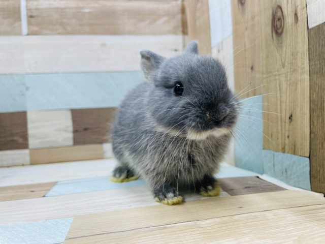 ネザーランドドワーフ