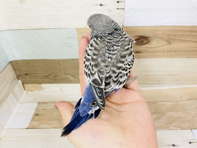 ジャンボセキセイインコ