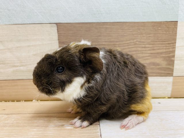 テッセルモルモット