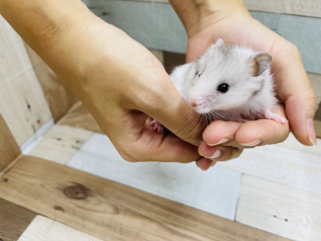 ゴールデンハムスター