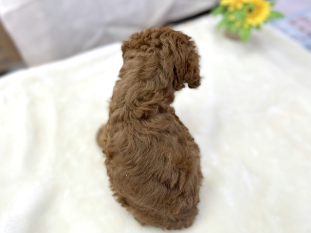 トイプードル