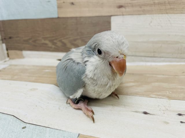 オキナインコ