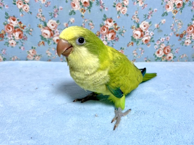 オキナインコ