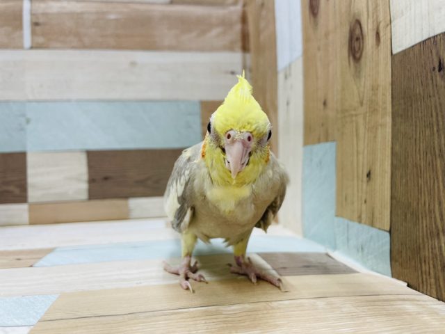 オカメインコ