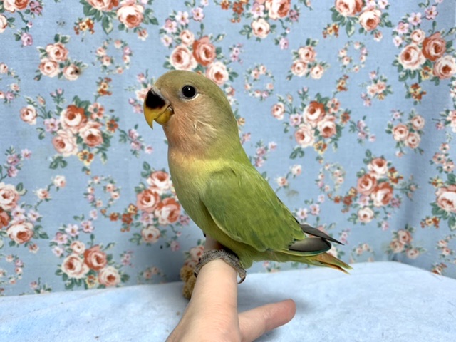 コザクラインコ（小桜インコ）