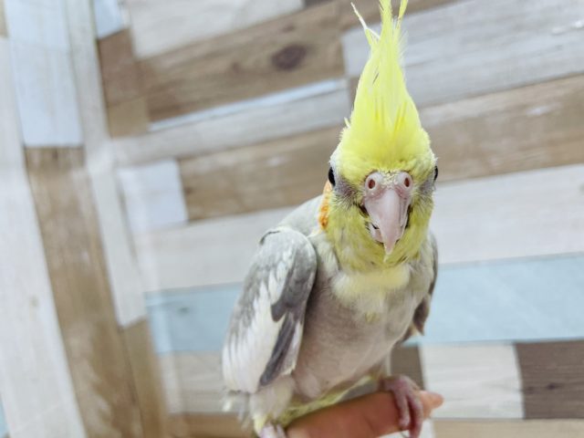 オカメインコ