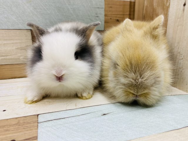 ライオンラビット