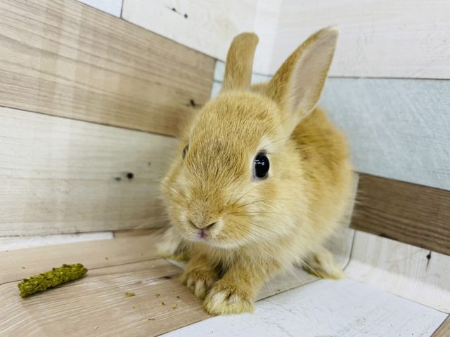 ネザーランドドワーフ