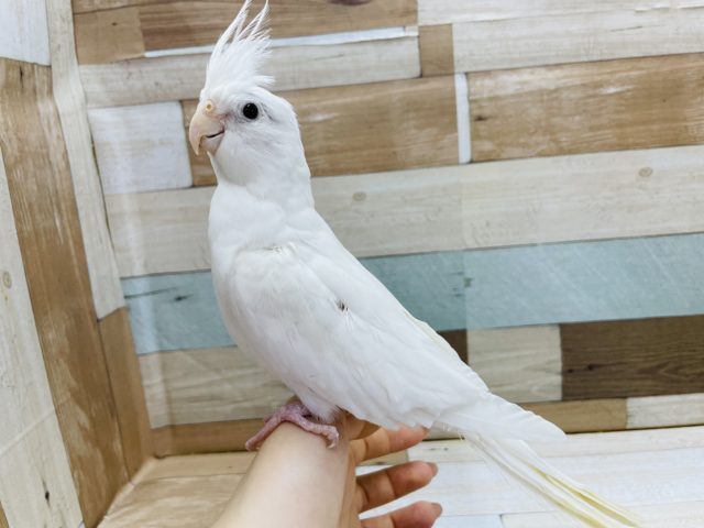 オカメインコ