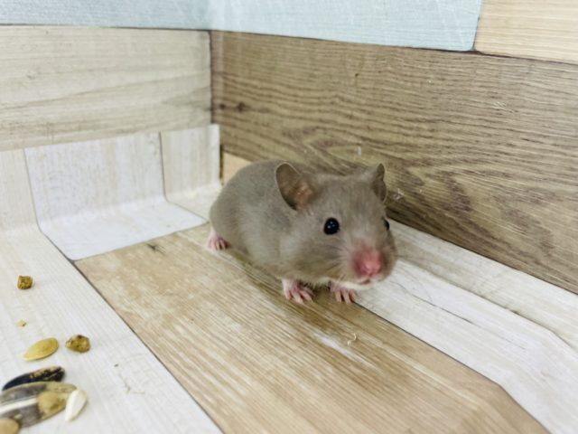 レアカラーの可愛い子♥ゴールデンハムスターくん(ダヴ) ゴールデンハムスター