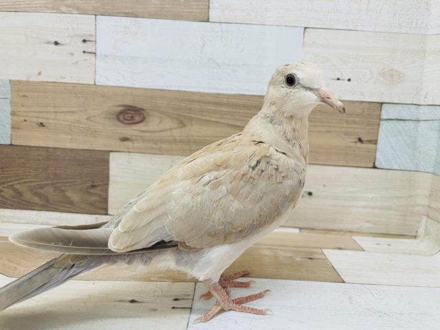 ジュズカケバト