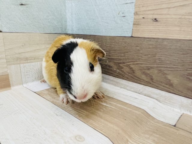 イングリッシュモルモット