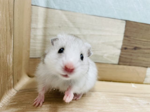 ゴールデンハムスター