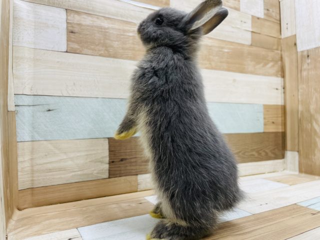 ネザーランドドワーフ