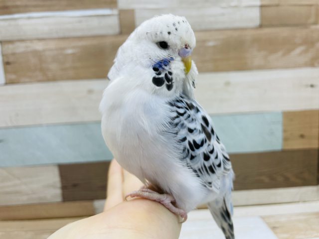 ジャンボセキセイインコ