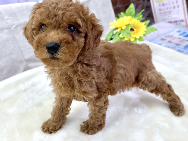 トイプードル