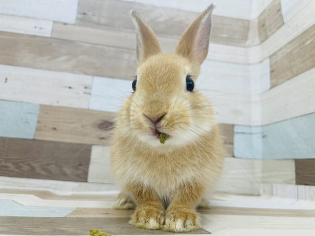 ネザーランドドワーフ