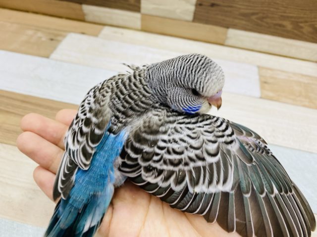 ジャンボセキセイインコ