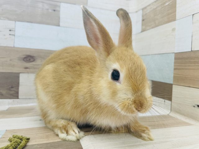 ネザーランドドワーフ