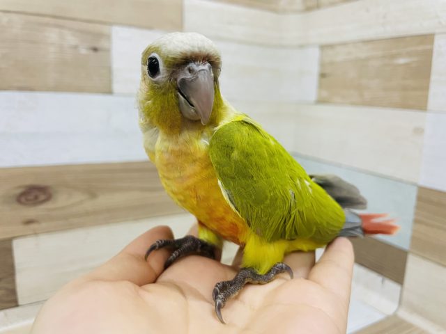ホオミドリウロコインコ