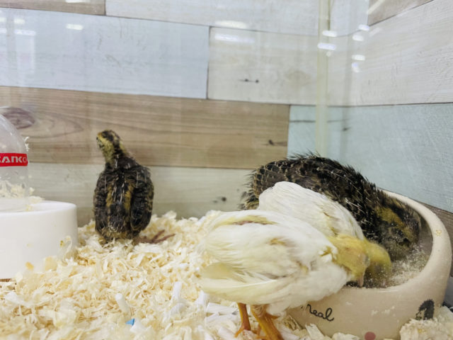 ヒメウズラ・並ウズラ