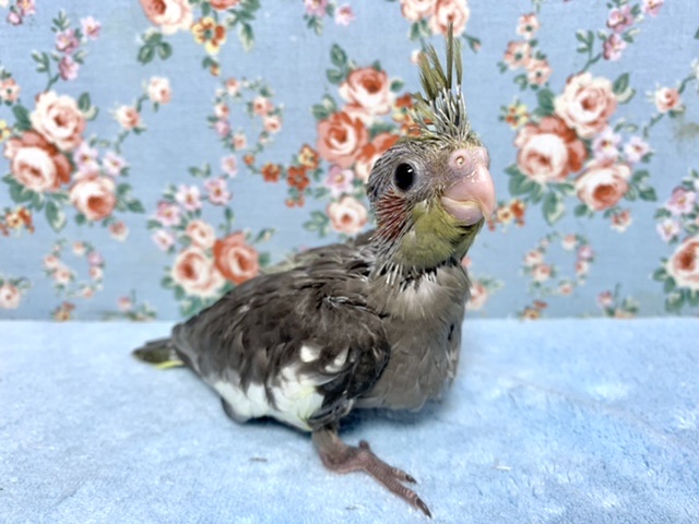 オカメインコ