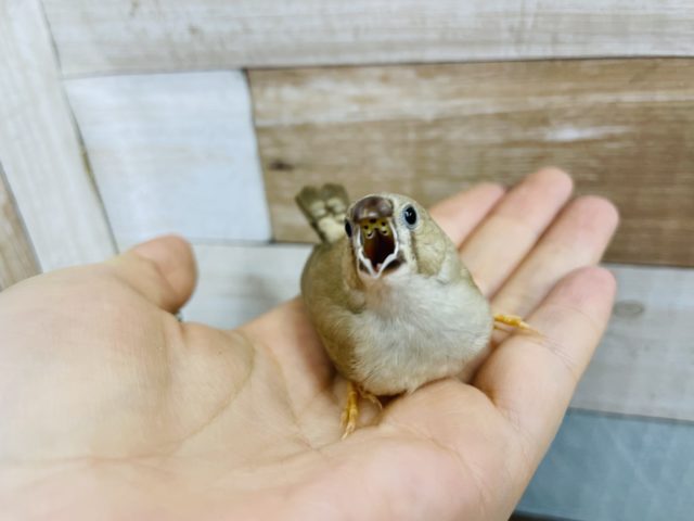 錦花鳥（キンカチョウ）