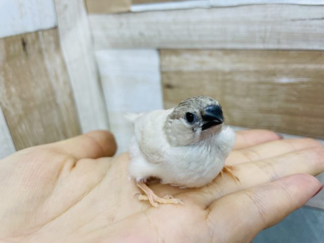 錦花鳥（キンカチョウ）