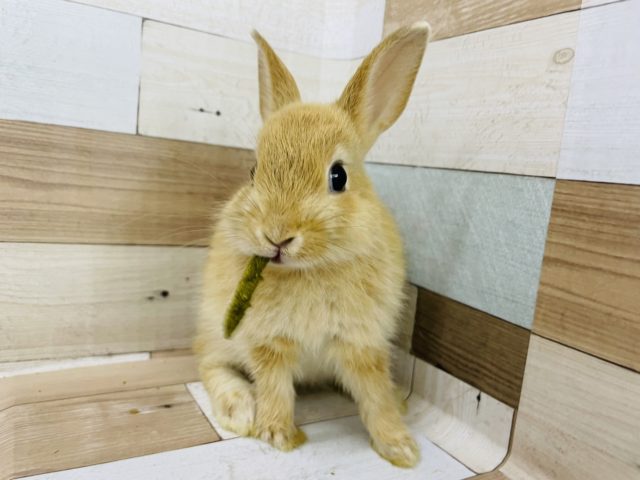 ネザーランドドワーフ