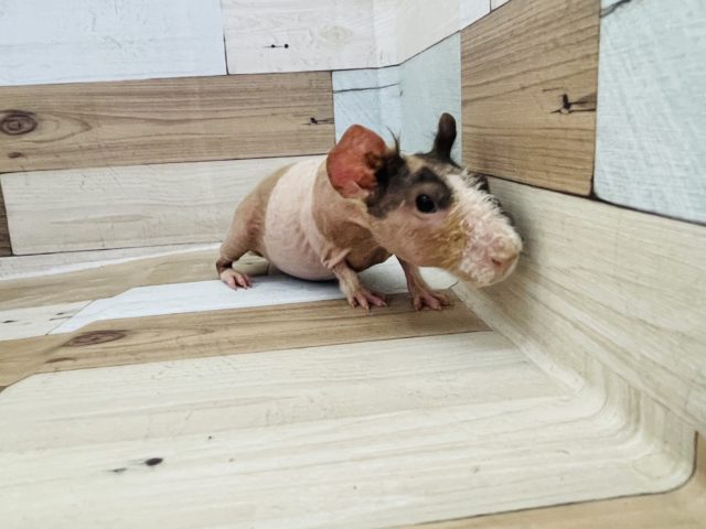 ウェアウルフ（スキニーギニアピッグ）