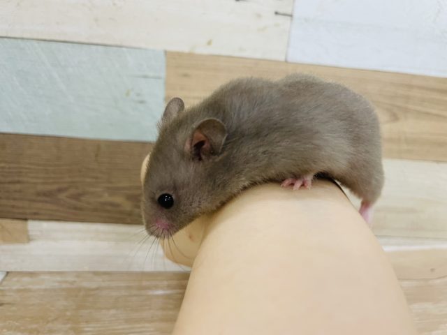 レアカラーの可愛い子♥ゴールデンハムスターくん(ダヴ) ゴールデンハムスター