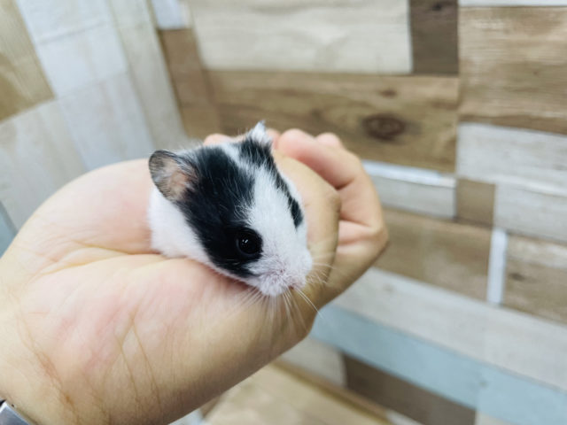 ゴールデンハムスター