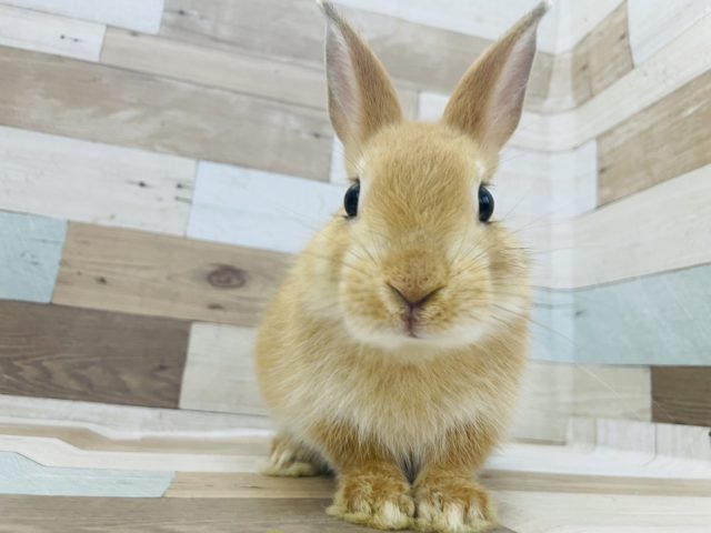 ネザーランドドワーフ