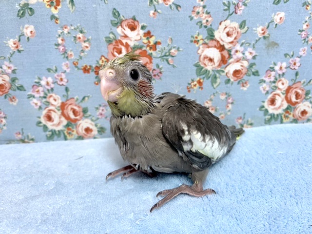 オカメインコ ノーマル 9月18日 オカメインコ