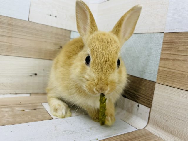 ネザーランドドワーフ