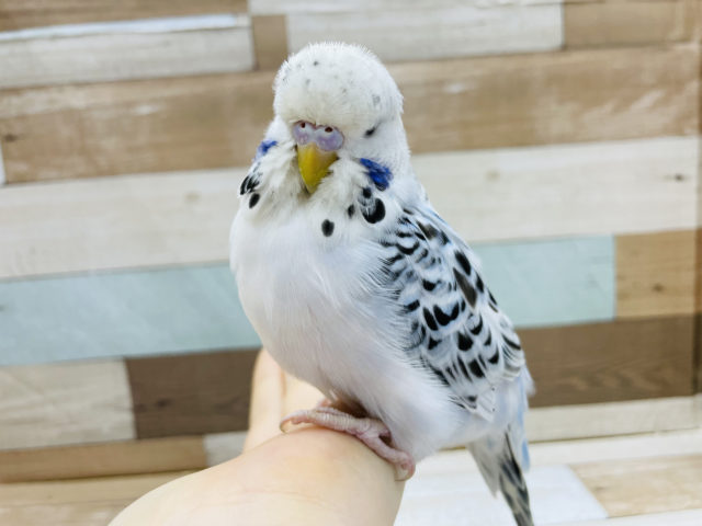 ジャンボセキセイインコ
