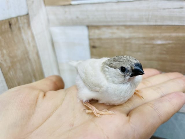 錦花鳥（キンカチョウ）