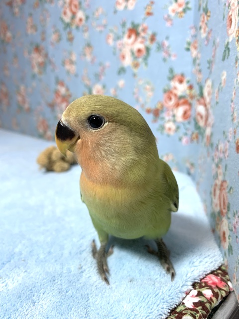 コザクラインコ（小桜インコ）